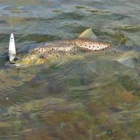 Westin Salty Lures